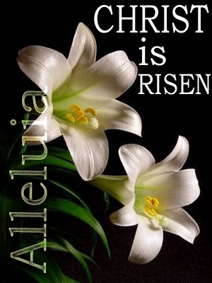 easter-lily-christ-risen-free-photo-clip